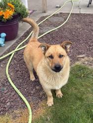 Found/Stray Male Dog last seen West Wapato and Ashue Rd, Wapato, WA 98951