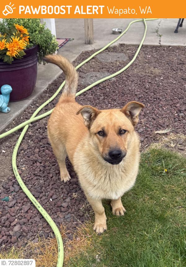 Found/Stray Male Dog last seen West Wapato and Ashue Rd, Wapato, WA 98951