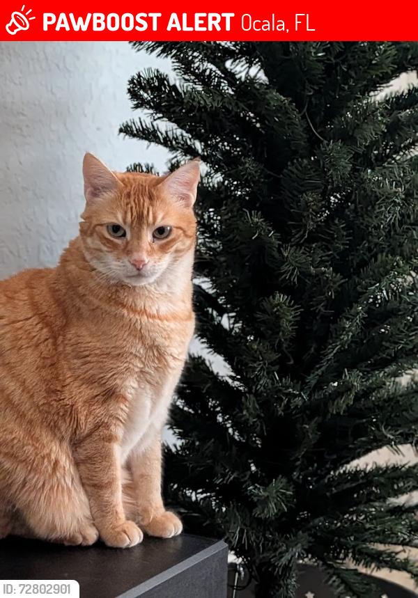 Lost Male Cat last seen SW 42nd Ave Near Hammett Bowen School, Ocala, FL 34476