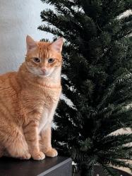 Lost Male Cat last seen SW 42nd Ave Near Hammett Bowen School, Ocala, FL 34476