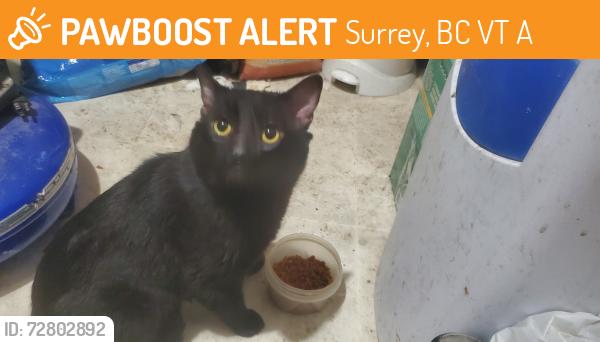 Found/Stray Male Cat last seen 108th ave and 130th Surrey B.C., Surrey, BC V3T 0A7