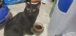 Found/Stray Male Cat last seen 108th ave and 130th Surrey B.C., Surrey, BC V3T 0A7