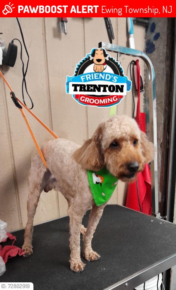 Lost Male Dog last seen Prosper ave , noth olden ave ,  by sonic, aldi , Ewing Township, NJ 08638