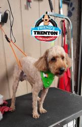 Lost Male Dog last seen Prosper ave , noth olden ave ,  by sonic, aldi , Ewing Township, NJ 08638
