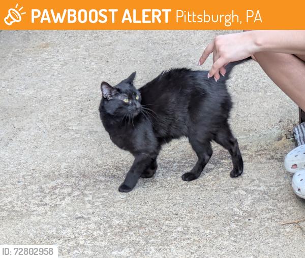 Found/Stray Female Cat last seen Cyprus & Edmond street backyard, Pittsburgh, PA 15224