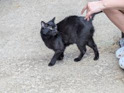 Found/Stray Female Cat last seen Cyprus & Edmond street backyard, Pittsburgh, PA 15224