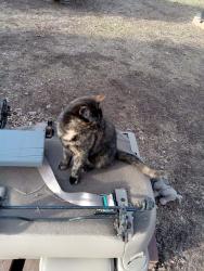 Lost Female Cat last seen 157th St NE, Harwick, Paynesville, MN 56362