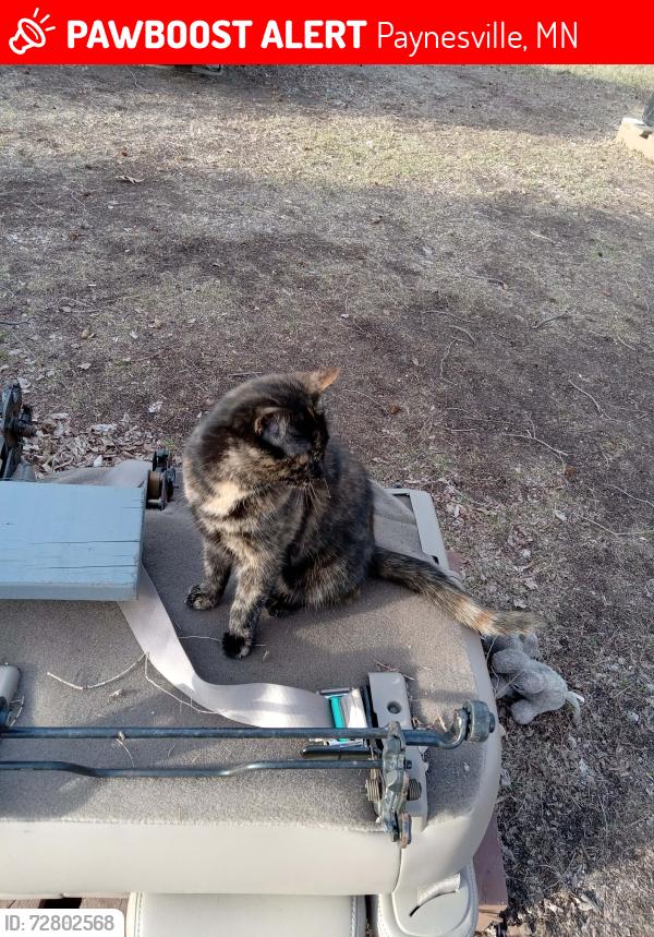 Lost Female Cat last seen 157th St NE, Harwick, Paynesville, MN 56362