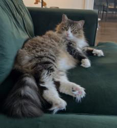 Lost Female Cat last seen Callaway Park Pl & Beckett Circle. We live in Canterbury Neighborhood. , Thompson's Station, TN 37179