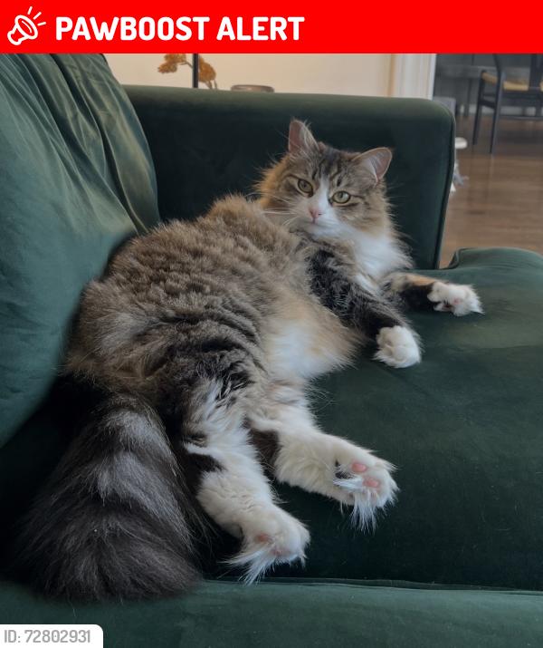 Lost Female Cat last seen Callaway Park Pl & Beckett Circle. We live in Canterbury Neighborhood. , Thompson's Station, TN 37179