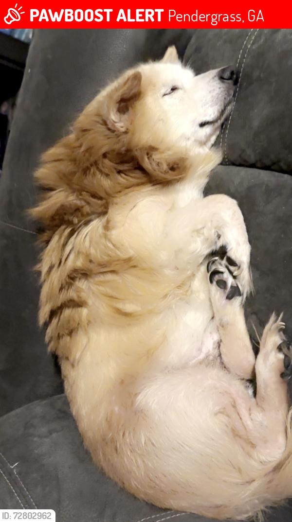 Lost Male Dog last seen Marlow Rd and Plainview rd, Pendergrass, GA 30567