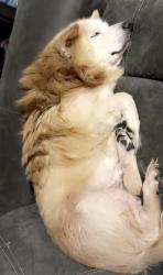 Lost Male Dog last seen Marlow Rd and Plainview rd, Pendergrass, GA 30567