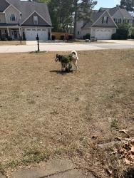 Found/Stray Unknown Dog last seen ests of Camden Kimbolton Dr. , Jack Britt, NC 28306