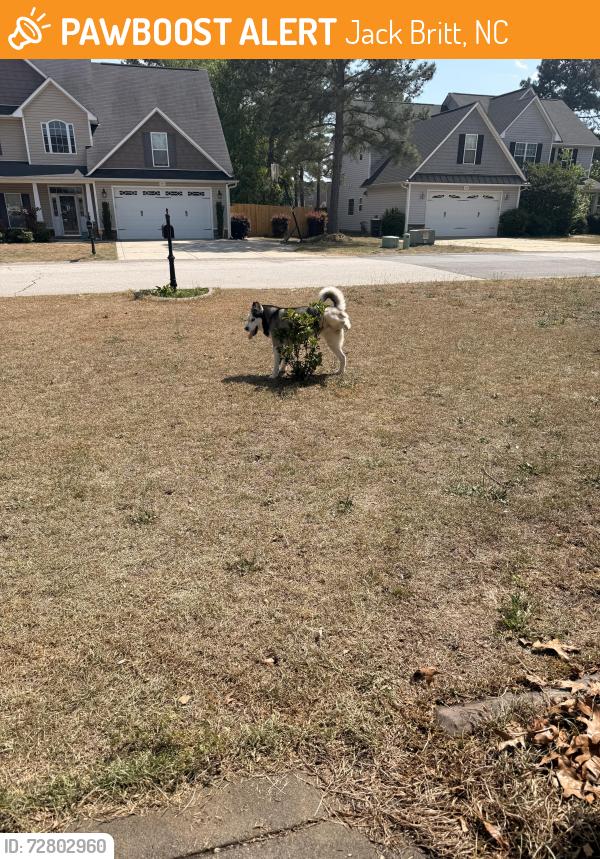 Found/Stray Unknown Dog last seen ests of Camden Kimbolton Dr. , Jack Britt, NC 28306