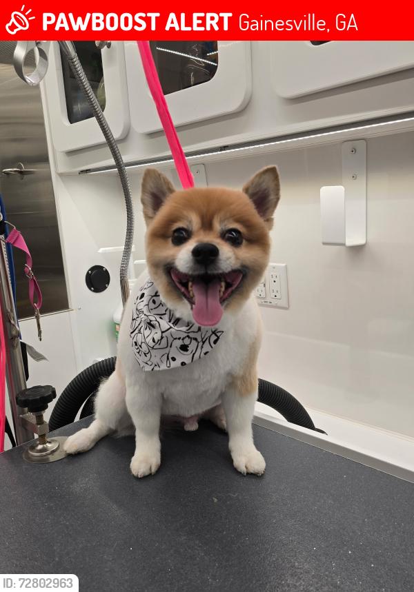 Lost Male Dog last seen Gainesville, Georgia , Gainesville, GA 30503