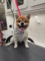 Lost Male Dog last seen Gainesville, Georgia , Gainesville, GA 30503