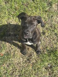Lost Male Dog last seen Brugess an fremont, Columbus, OH 43204