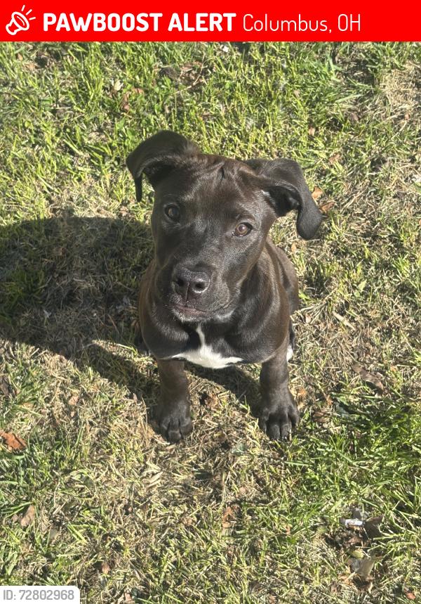 Lost Male Dog last seen Brugess an fremont, Columbus, OH 43204