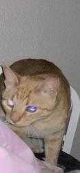 Lost Male Cat last seen grand cayman way, Mesquite, TX 75149