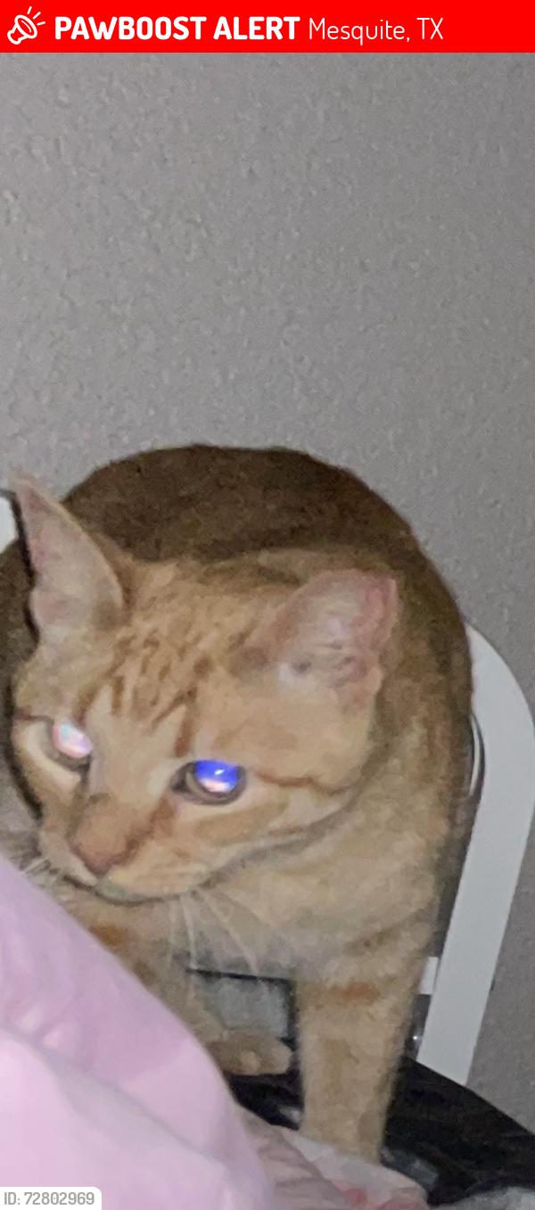 Lost Male Cat last seen grand cayman way, Mesquite, TX 75149