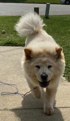 Lost Female Dog last seen Brentlen Way/ Old Treybrook Dr, West Elmsley Dr, Greensboro, NC 27406