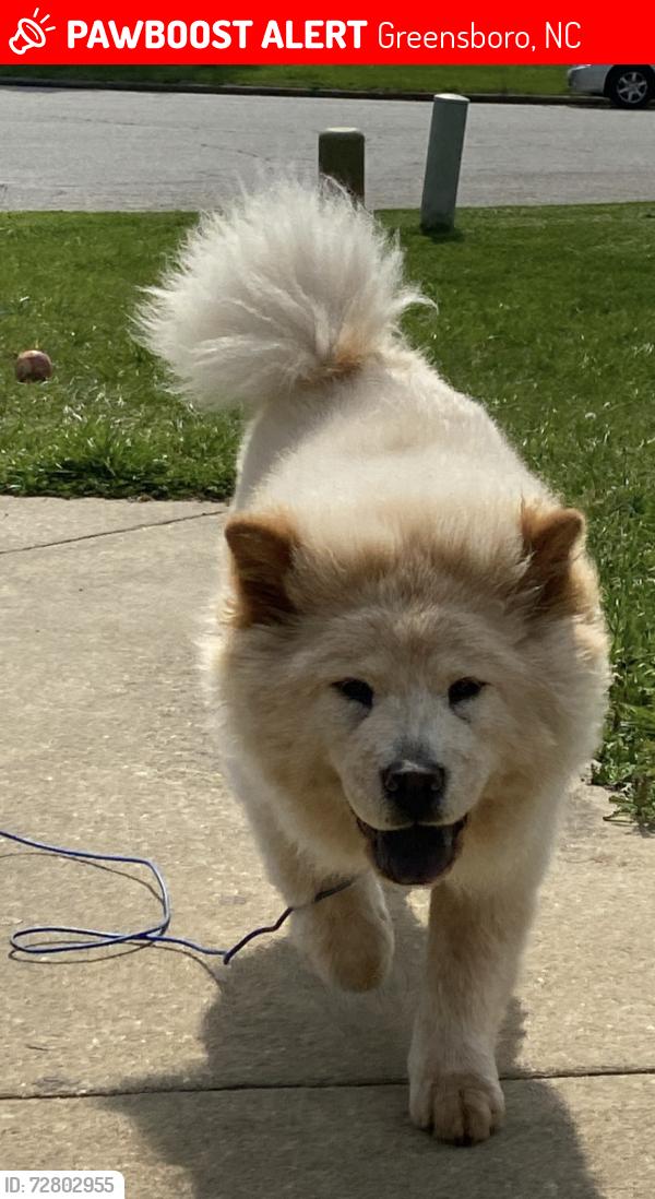 Lost Female Dog last seen Brentlen Way/ Old Treybrook Dr, West Elmsley Dr, Greensboro, NC 27406
