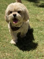Found/Stray Male Dog last seen Pellicano dr, El Paso, TX 79936