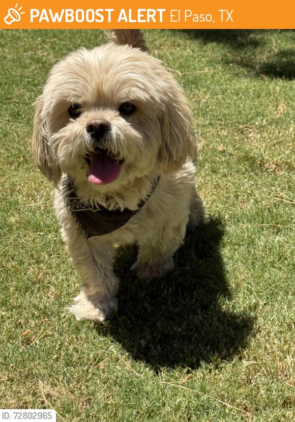 Found/Stray Male Dog last seen Pellicano dr, El Paso, TX 79936