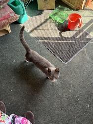 Found/Stray Female Cat last seen 34th and emerson, Indianapolis, IN 46218