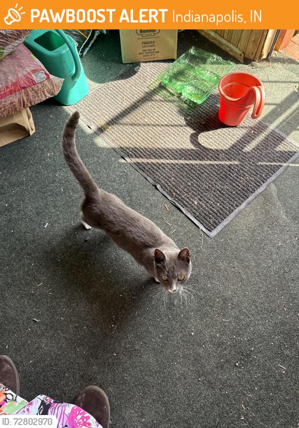 Found/Stray Female Cat last seen 34th and emerson, Indianapolis, IN 46218