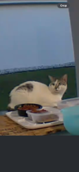 Found/Stray Unknown Cat last seen Vista pines loop, Clermont Fl, Clermont, FL 34711