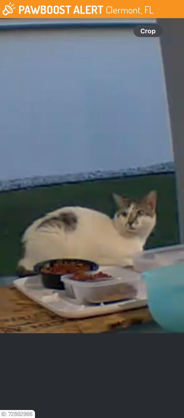 Found/Stray Unknown Cat last seen Vista pines loop, Clermont Fl, Clermont, FL 34711