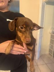 Found/Stray Male Dog last seen Hall and Howell, Malabar, FL 32950