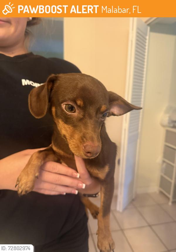 Found/Stray Male Dog last seen Hall and Howell, Malabar, FL 32950