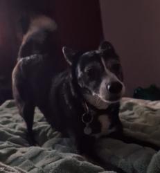 Lost Female Dog last seen 120th and Spanaway Loop Rd , Tacoma, WA 98444