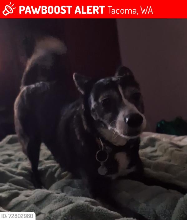 Lost Female Dog last seen 120th and Spanaway Loop Rd , Tacoma, WA 98444