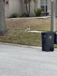 Found/Stray Unknown Dog last seen Copper canyon , Valrico, FL 33594