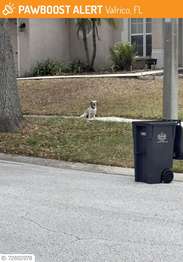 Found/Stray Unknown Dog last seen Copper canyon , Valrico, FL 33594