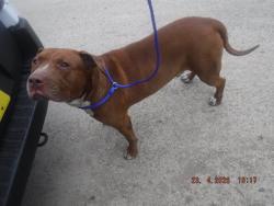 Shelter Stray Male Dog last seen Near BLOCK CAIRO LN, Doral, FL 33122