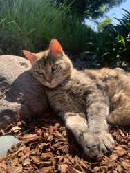 Lost Female Cat last seen Sunrise Ridge Cr, Auburn, CA 95603