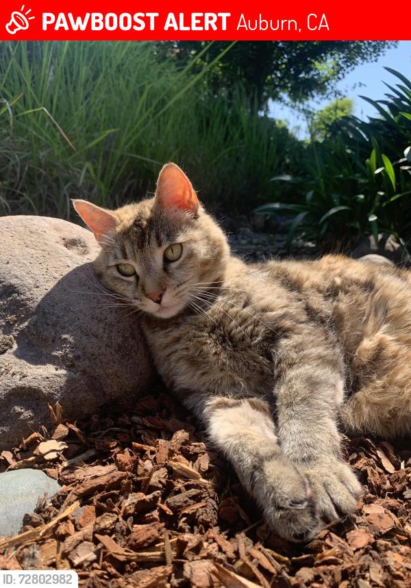 Lost Female Cat last seen Sunrise Ridge Cr, Auburn, CA 95603