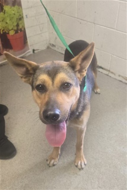 Shelter Stray Female Dog last seen MAGNOLIA AND BASELINE, San Bernardino, CA 92401
