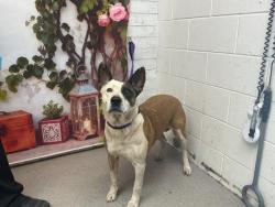 Shelter Stray Female Dog last seen E B ST AND 12TH ST, San Bernardino, CA 92401