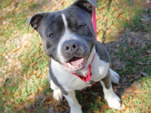 Shelter Stray Male Dog last seen Near BLOCK JACK VAUSE RD, TALLAHASSEE FL 32310, Tallahassee, FL 32311
