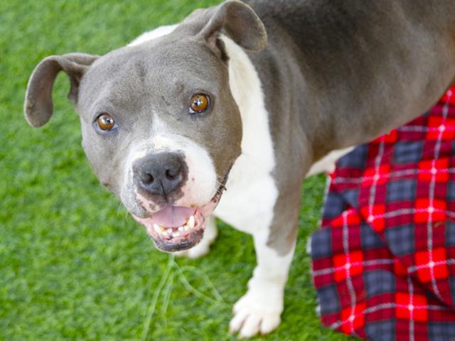 Shelter Stray Female Dog last seen Near BLOCK SOUTHWOOD PLANTATION RD, TALLAHASSEE FL 32311, Tallahassee, FL 32311
