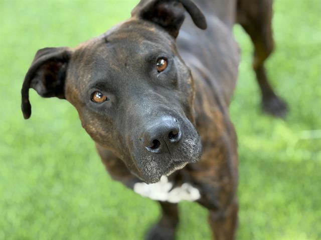 Shelter Stray Male Dog last seen FRED GEORGE GREENWAY, Tallahassee, FL 32311