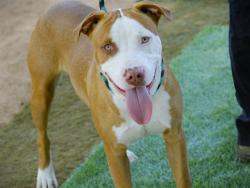 Shelter Stray Male Dog last seen Near BLOCK SANDSTONE RD, TALLAHASSEE FL 32310, Tallahassee, FL 32311