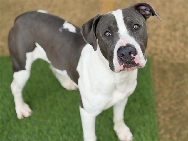 Shelter Stray Male Dog last seen Near BLOCK WOODVILLE HWY, TALLAHASSEE FL 32305, Tallahassee, FL 32311