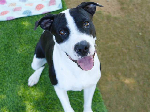 Shelter Stray Male Dog last seen Near BLOCK SANDSTONE RD, TALLAHASSEE FL 32310, Tallahassee, FL 32311