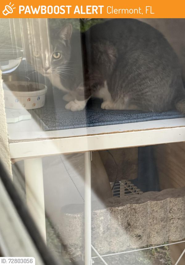 Found/Stray Unknown Cat last seen Vista pines loop Clermont Fl, Clermont, FL 34711